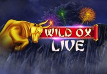 Riding with the Golden Ox